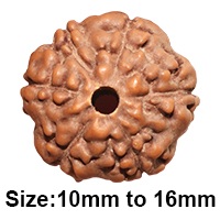 6 Mukhi Rudraksha (Indonesian)